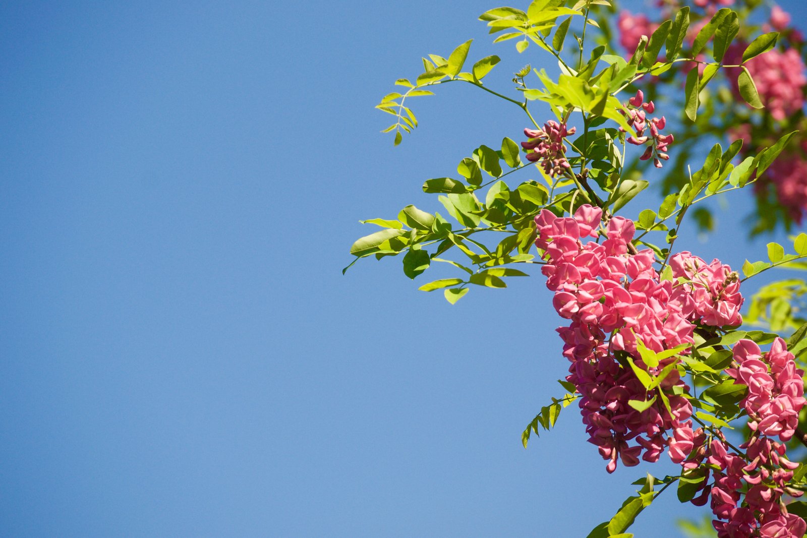 Plantnet, un Shazam pour le nom des plantes