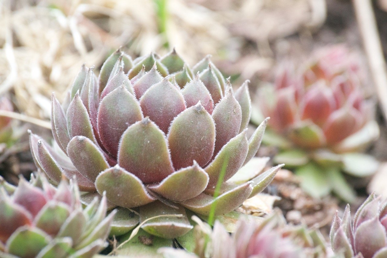 Vivaces à planter maintenant pour que le printemps arrive plus vite